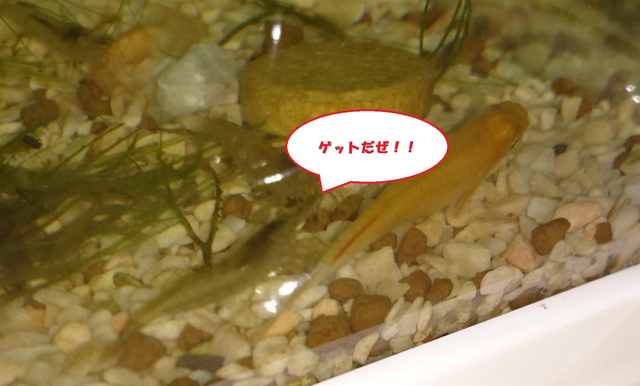 ウチのミナミヌマエビはメダカを襲う ヒロxxのブログ 何でも自力でやってみよう と 努力はしてみるヒロ猫日記 ヾ ゝ みんカラ ウチのミナミヌマエビはメダカを襲う ヒロxxのブログ 何でも自力でやってみよう と 努力はしてみるヒロ猫日記 ヾ ゝ みんカラ
