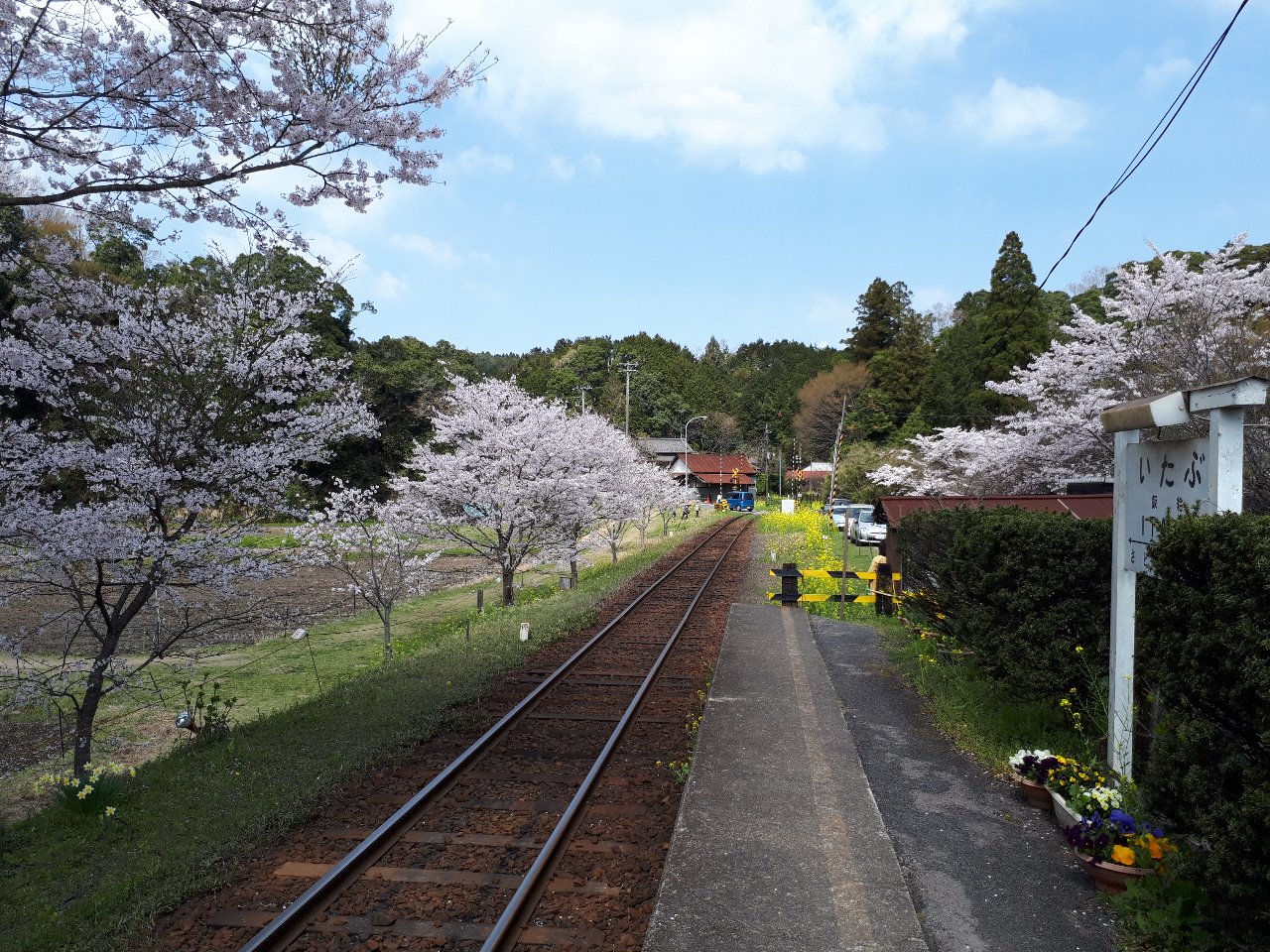 インプレッサでおでかけ 菜の花と桜の小湊鉄道 まんけんのブログ さけ ふろ ゆき うま みんカラ インプレッサでおでかけ 菜の花と桜の小湊鉄道 まんけんのブログ さけ ふろ ゆき うま みんカラ