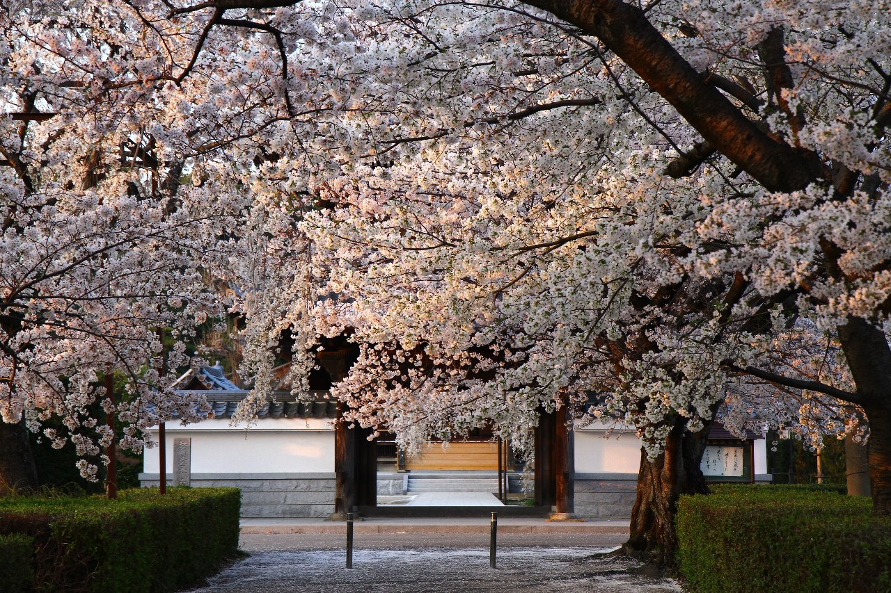 桜と車のかっこいい写真撮影 M Sum Suのブログ M Sum Suのページ みんカラ
