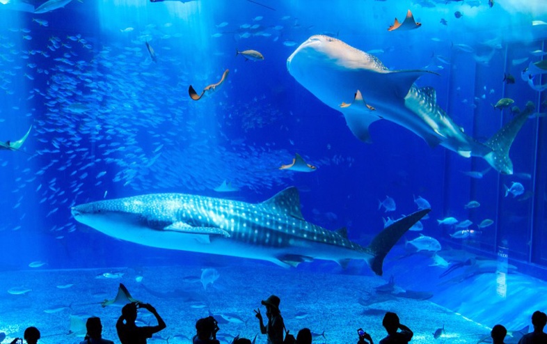 美ら海水族館に飽きたらこの場所 Kuraraのブログ Kuraraのページ みんカラ
