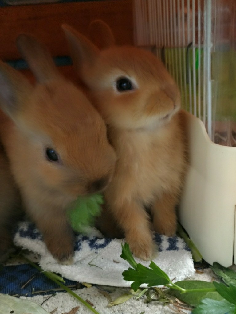 驚くばかりうさぎ 赤ちゃん 育て 方 最高の動物画像