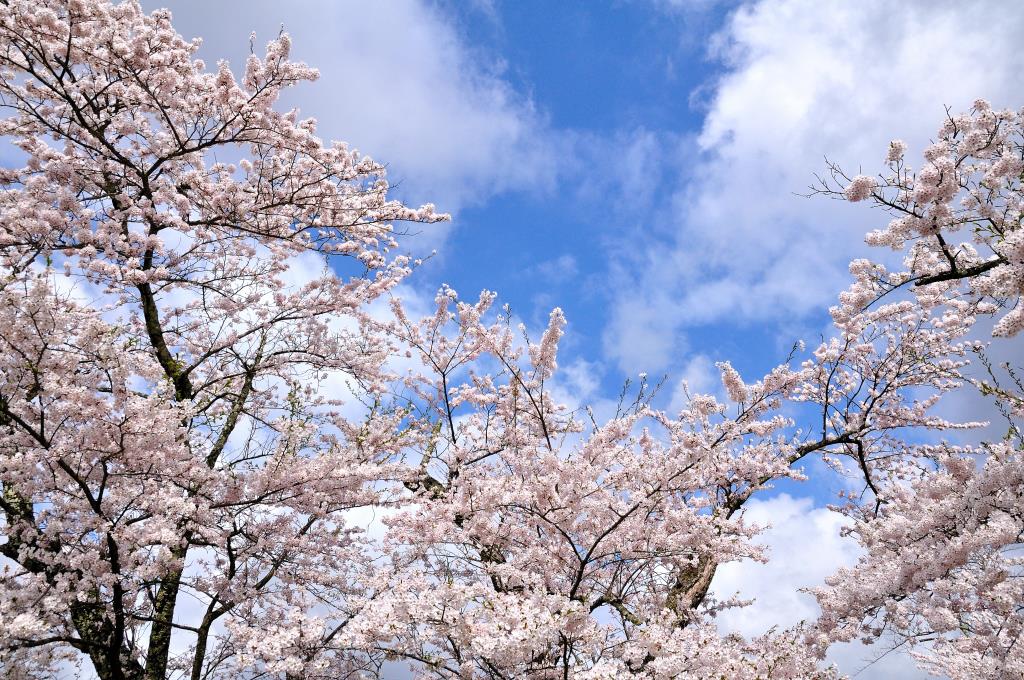 東北の桜と雪の回廊 大仙市 八乙女公園 Jr田沢湖線 回復 18 4 Led530のブログ To The Places Various By Car みんカラ