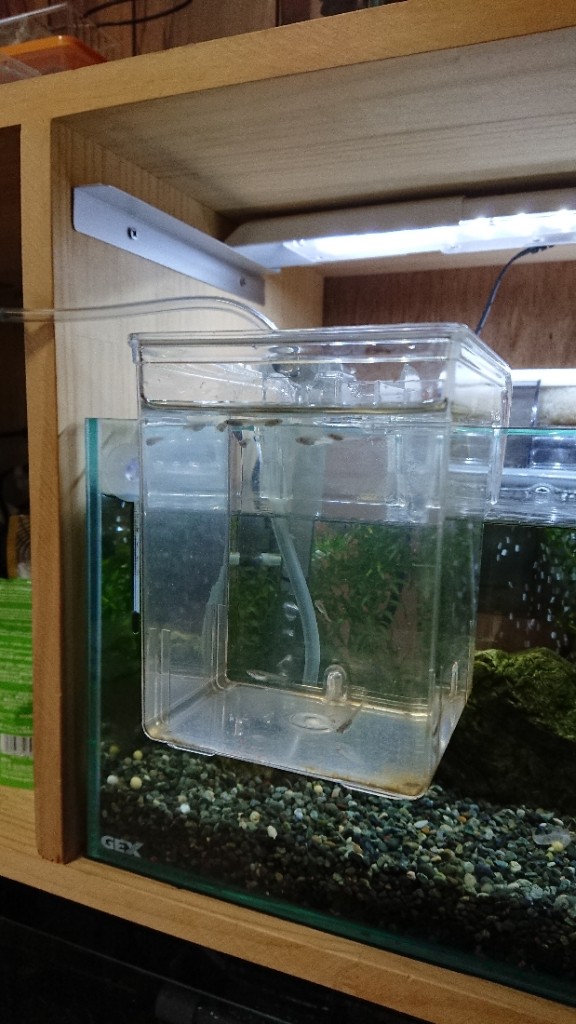 メダカの備忘録 Vol 7 屋根野郎のブログ 屋根野郎のページ みんカラ