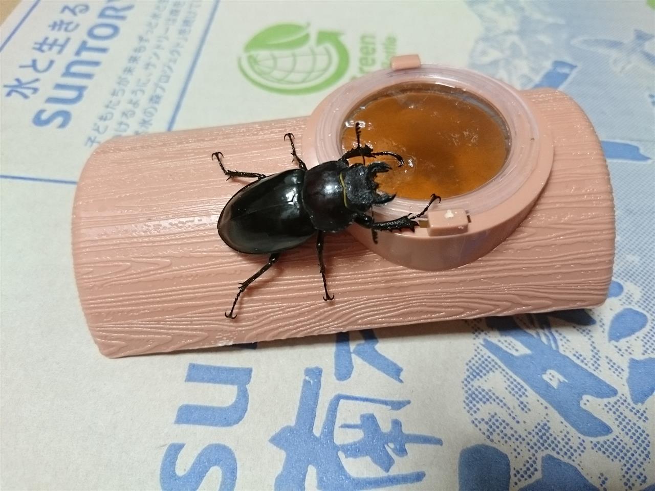 今年もクワガタ拾いに 虫が苦手な方はご遠慮くださいw ゴリスのブログ うーん みんカラ