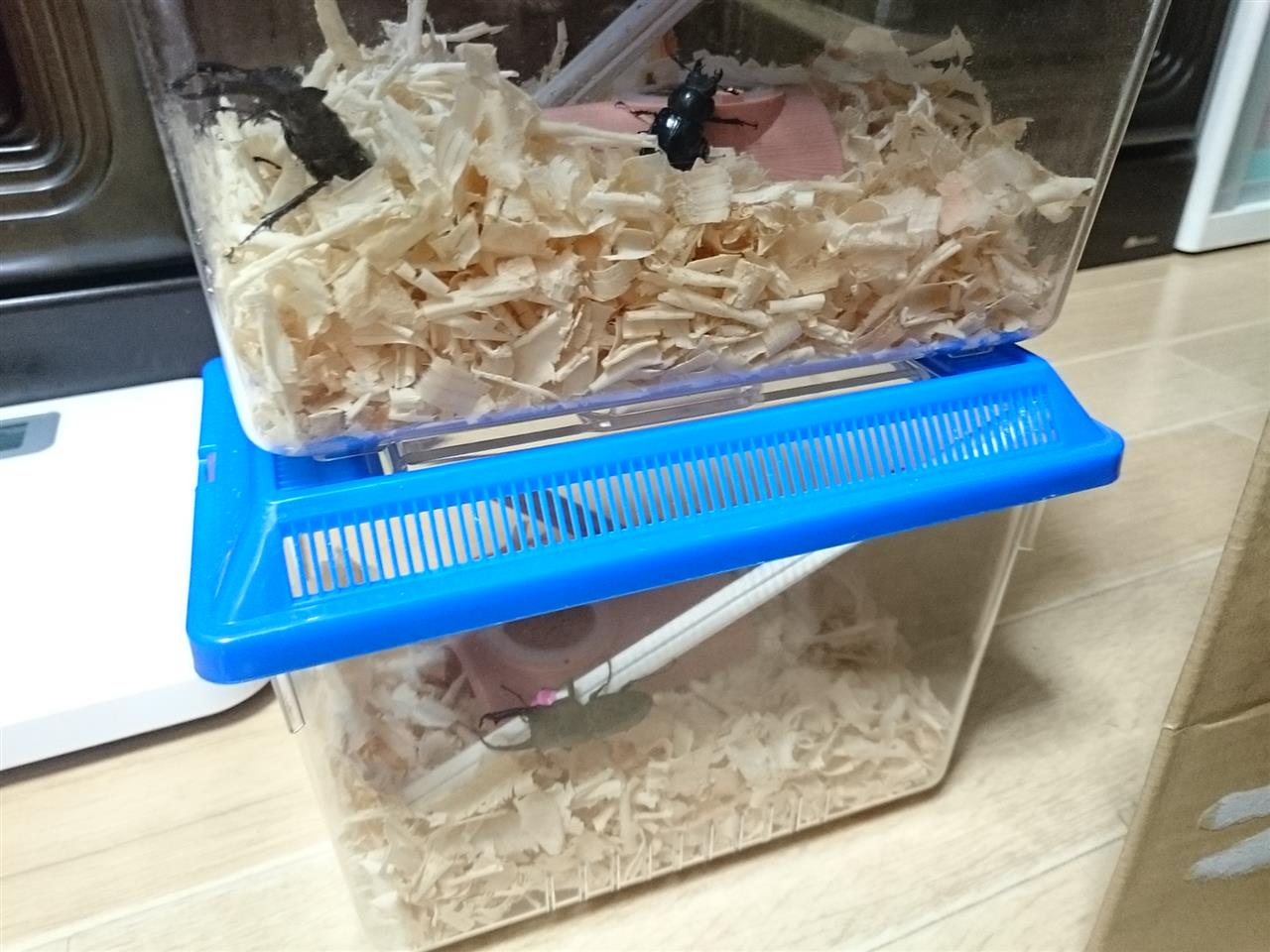 今年もクワガタ拾いに 虫が苦手な方はご遠慮くださいw ゴリスのブログ うーん みんカラ 今年もクワガタ拾いに 虫が苦手な方はご遠慮くださいw ゴリスのブログ うーん みんカラ