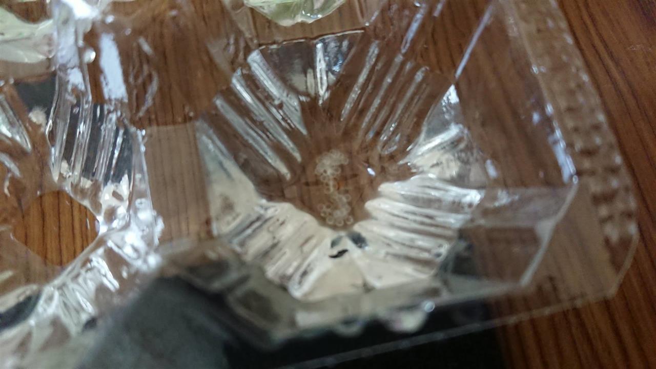 メダカの兄弟は ごり11のブログ ごり11の奮闘記 みんカラ