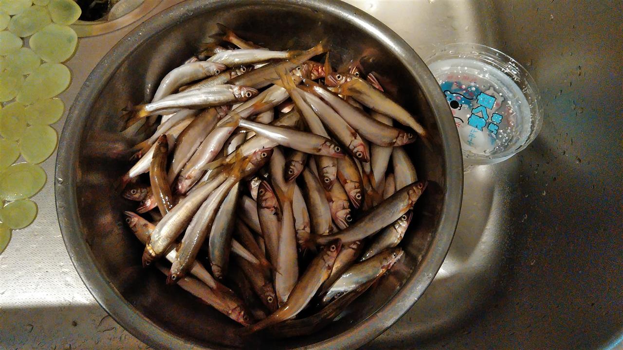 20日、琵琶湖に稚アユ釣り、なんと200匹！｜nacraのブログ