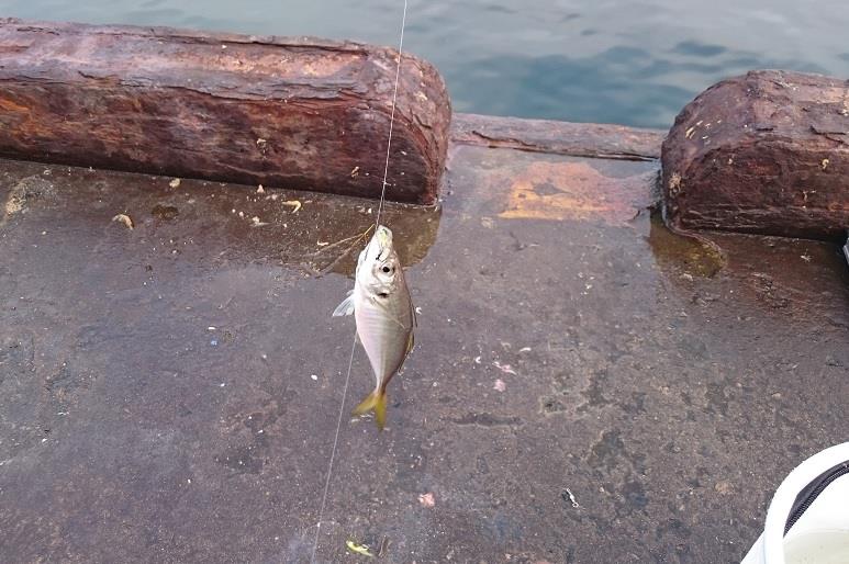 内房アジ釣りに行ってきました Withのブログ 白モノ2台生活 みんカラ