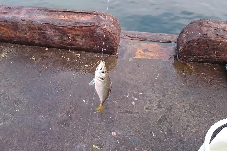 内房アジ釣りに行ってきました Withのブログ 白モノ２台生活 みんカラ