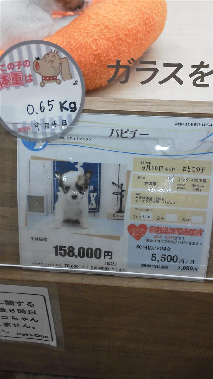 オカシナ犬種を作るんじゃあない Ash のブログ 答えは聞かないけどっ みんカラ