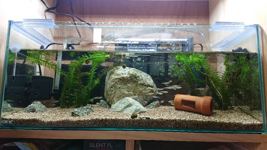 メダカの備忘録 Vol 12 屋根野郎のブログ 屋根野郎のページ みんカラ メダカの備忘録 Vol 12 屋根野郎のブログ 屋根野郎のページ みんカラ