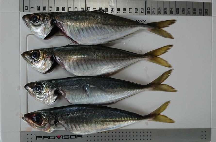 ヒイカを釣ってきました Withのブログ 白モノ2台生活 みんカラ