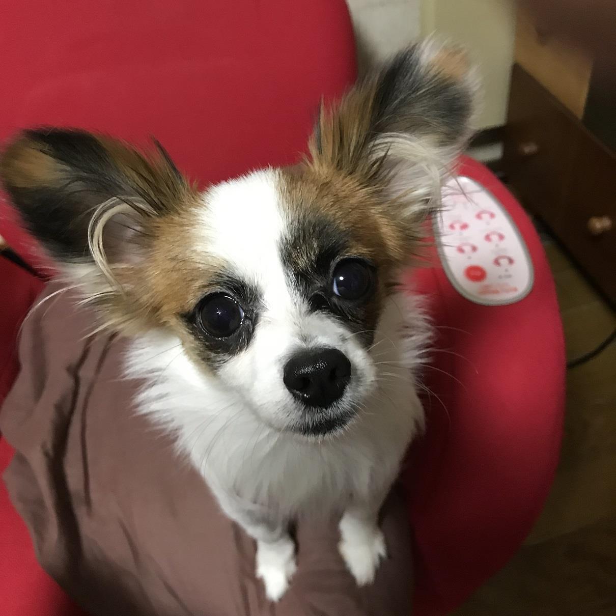 車両火災 怖かった パピチワ はなちゃん 大きくなりましたよ 渋猫のブログ 渋猫の隠れ家 ワンコと車旅 みんカラ