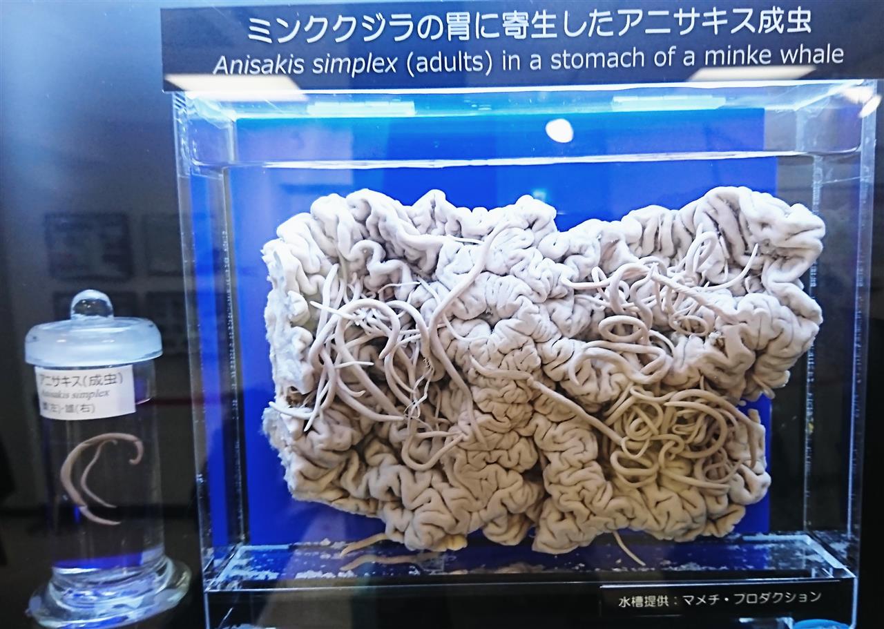 日本 風土 病 筑後川流域とミヤイリガイ Amp Petmd Com 日本 風土 病 筑後川流域とミヤイリガイ Amp Petmd Com