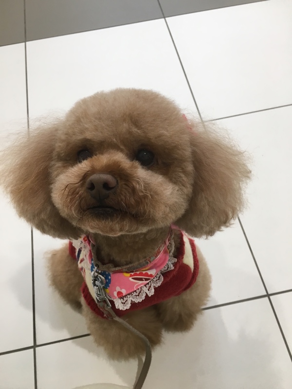 トリミング チロルwithエボのブログ チロルwithエボのページ みんカラ