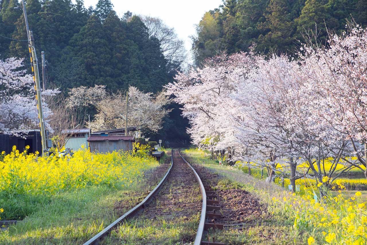 桜と菜の花とお腹いっぱいの朝ご飯 Haharuのブログ Volvoで出かけよう みんカラ 桜と菜の花とお腹いっぱいの朝ご飯 Haharuのブログ Volvoで出かけよう みんカラ