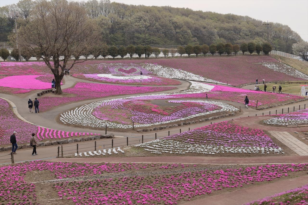 19 4 21 みさと芝桜まつり Tkcomのブログ Tkcomの週末写真ブログ みんカラ 19 4 21 みさと芝桜まつり Tkcomのブログ Tkcomの週末写真ブログ みんカラ