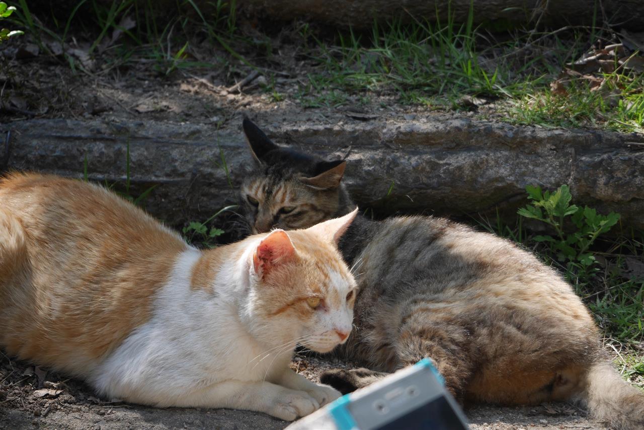 ねこ