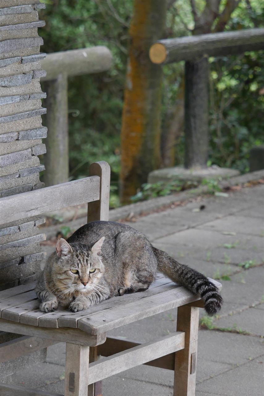 ねこ