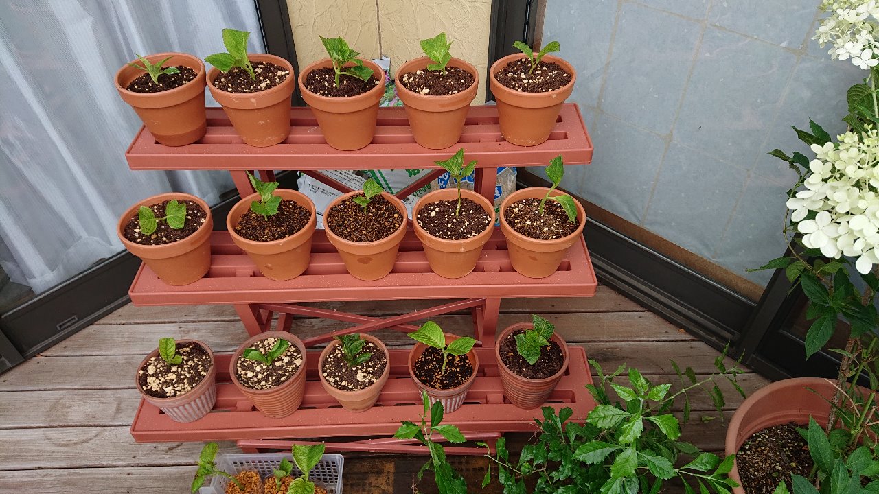 紫陽花を挿し木してみた 鉢上げ編 鏑木モータースのブログ 鏑木モータースのページ みんカラ