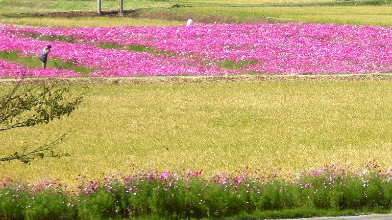 「道の駅 富楽里」から見えるコスモス畑