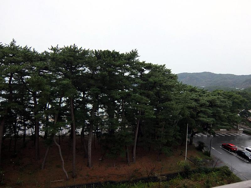 客室の窓の外には寂しい雨の松林