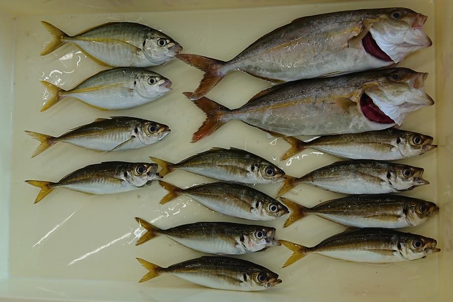 外房でショゴ カンパチの幼魚 を釣りました Withのブログ 白モノ2台生活 みんカラ