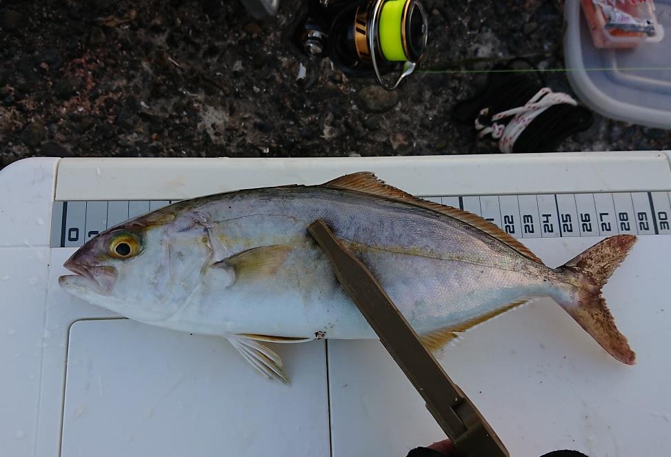 外房でショゴ カンパチの幼魚 を釣りました Withのブログ 白モノ2台生活 みんカラ