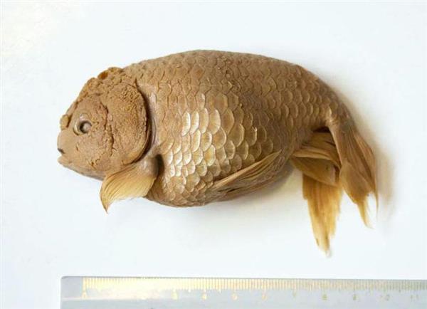 シーボルトが入手した金魚「ランチュウ」のアルコール漬け標本（研究チーム提供）