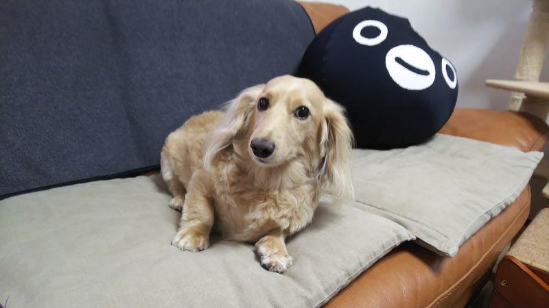 共鳴吠え 犬 ハッピー ミニチュアダックスフント 遠吠え 消防車 どんみみのブログ 気分は迎撃戦闘機２ みんカラ