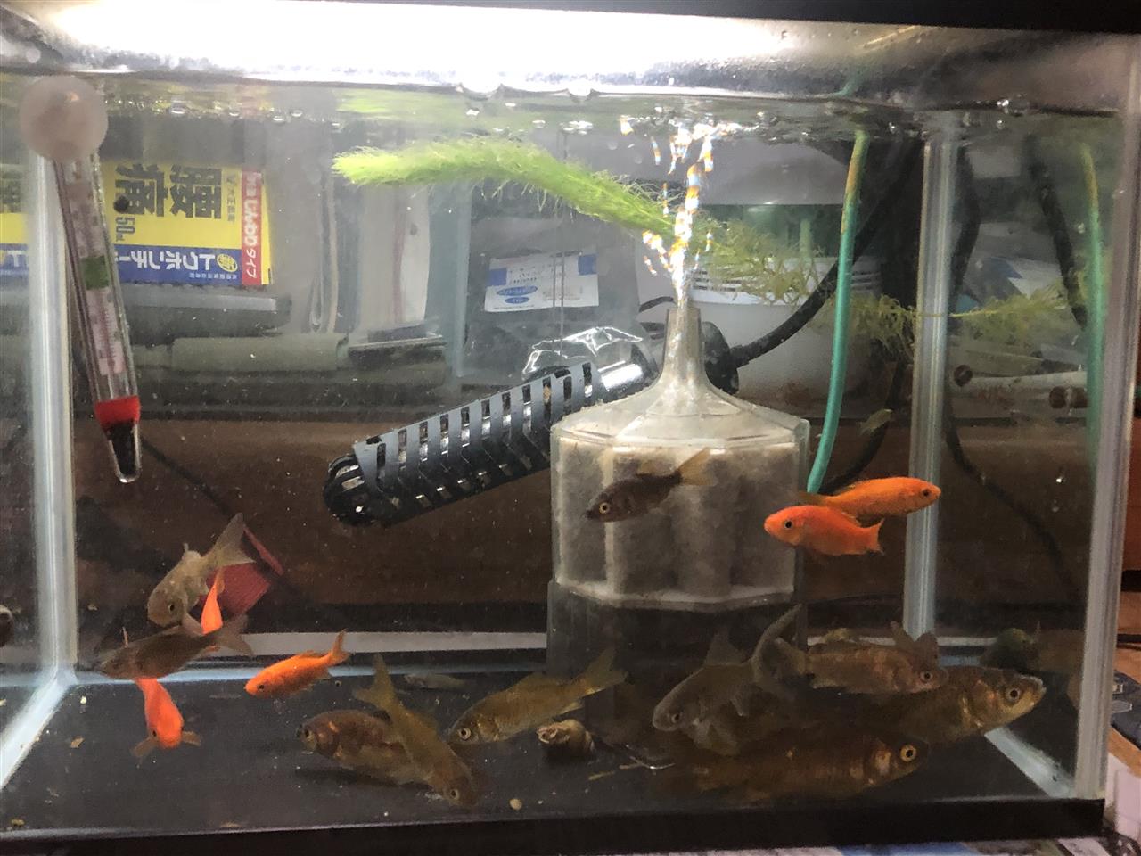 お引っ越し ぎろんのブログ 脱 メタボ中 みんカラ