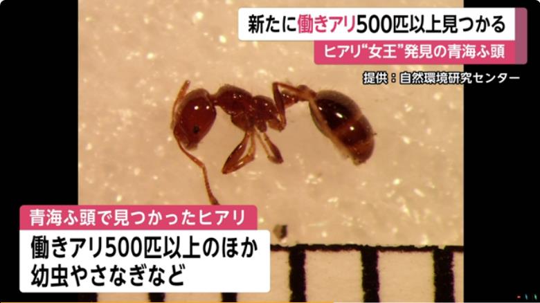 FNN PRIME