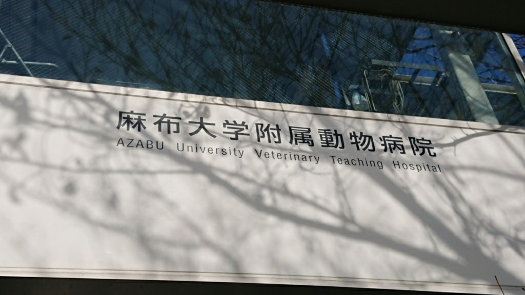 三男ワンコの腫瘍診療との戦い ドラ2のブログ 走る喜び みんカラ 三男ワンコの腫瘍診療との戦い ドラ2のブログ 走る喜び みんカラ