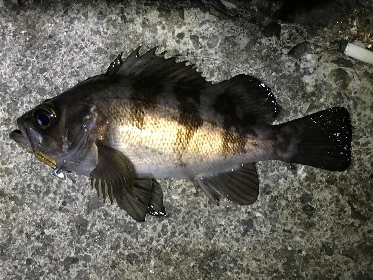 2019年 年末の釣果報告 レガスィー部長のブログ レガスィー部長の部屋 みんカラ