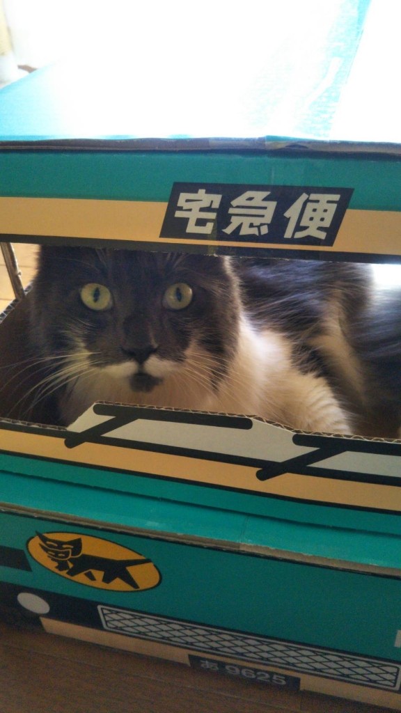 ウォークスルーボックスを使って猫のおもちゃ作り 韋駄天 のブログ D Up G韋駄天のページ みんカラ