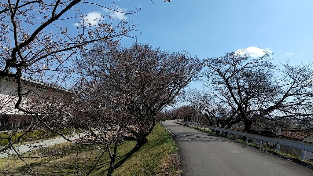 ぼちぼち桜が咲きますね Tattsu Nonoのブログ Tattsu Nonoのページ みんカラ