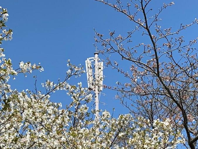 衣笠山公園(5)衣笠山公園展望台