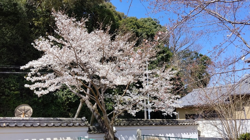 伊勢の名桜 お屋根桜🌸｜伊勢のブログ｜伊勢のページ - みんカラ