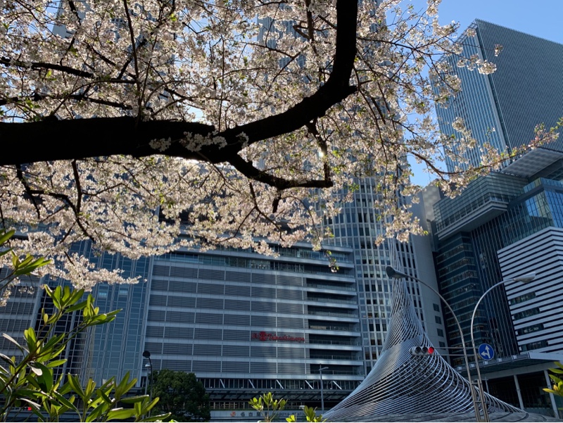 名古屋駅 桜通口(1)桜