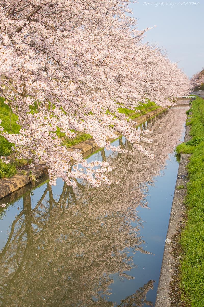 桜ことりっぷ① 木曽三川溯上編午前の部｜アガサのブログ