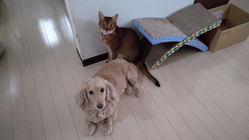 エッ やっばりボクなの エッ ワタシも 犬 ハッピー ミニチュアダックスフント 猫 あや アビシニアン 動物性アレルギー ムヒdc速溶錠 花粉症 どんみみのブログ 気分は迎撃戦闘機２ みんカラ