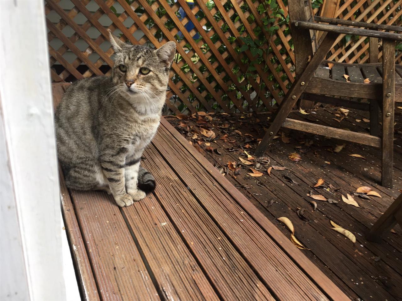 ジョイという名の猫 ほっぺ のブログ ほっぺ のページ みんカラ ジョイという名の猫 ほっぺ のブログ ほっぺ のページ みんカラ