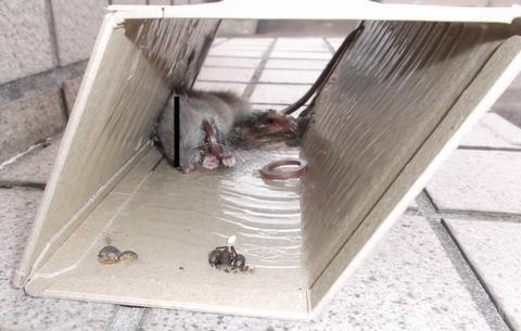 3匹目の鼠 Hisaoのブログ 天井からぱらぱらと銭降ってこんかいな みんカラ