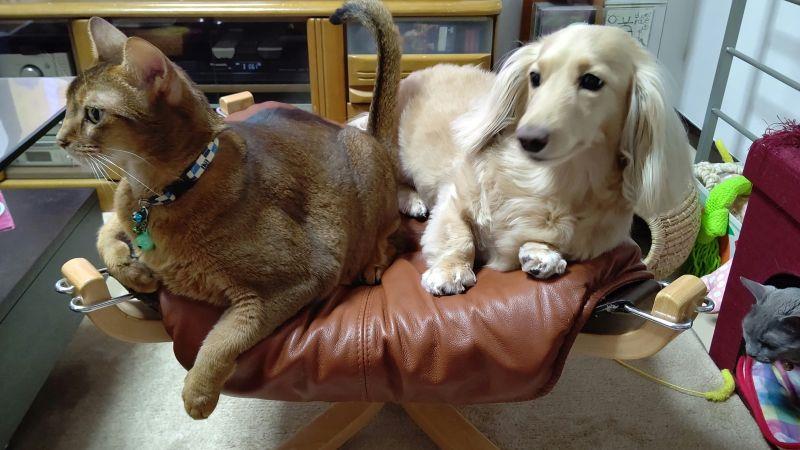 育ての親と一緒に 猫 アッピー アビシニアン 犬 ハッピー ミニチュアダックスフント 育ての親 仲良し どんみみのブログ 気分は迎撃戦闘機２ みんカラ