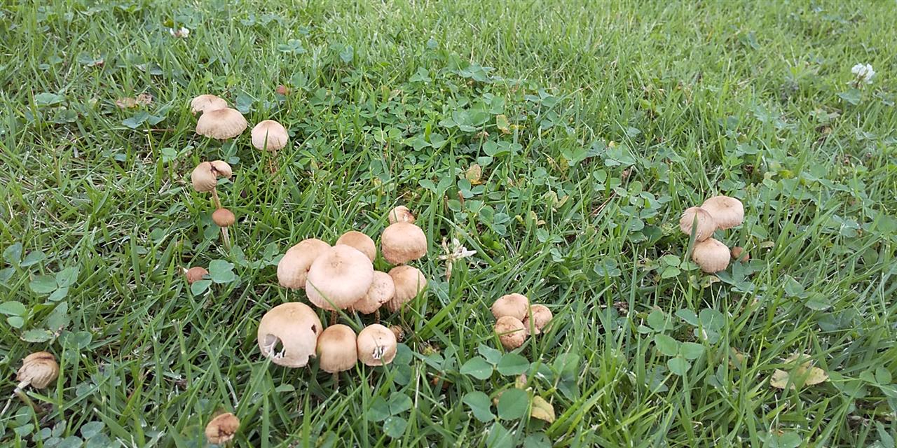 芝生にキノコ多数発見 ミステリーサークル Leclairのブログ Leclair みんカラ