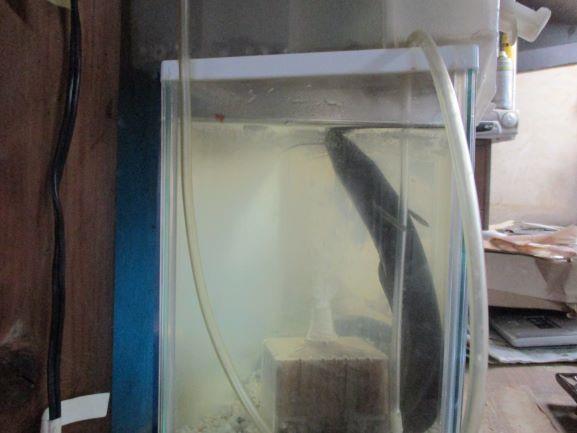 ナマズ飼育で気を付けること 酸欠は敵 ツンのブログ 大の126好きです 560selサイコー みんカラ ナマズ飼育で気を付けること 酸欠は敵 ツンのブログ 大の126好きです 560selサイコー みんカラ
