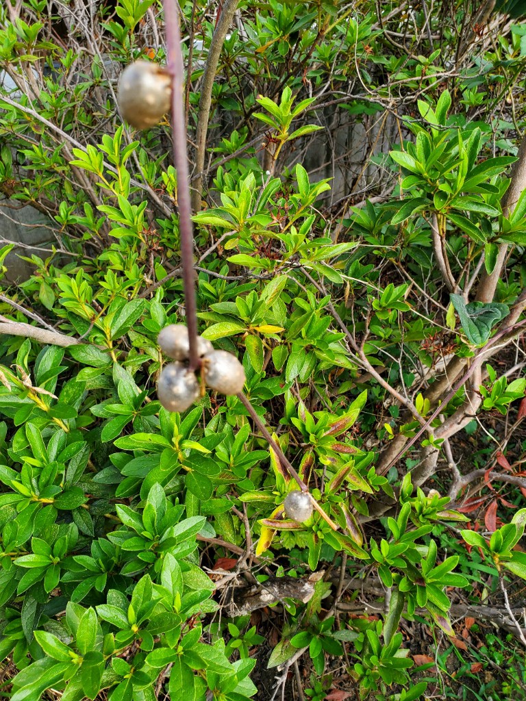 暑い日々の中 季節が秋へ Koala No Karamuchoのブログ Karamuchoのページ みんカラ