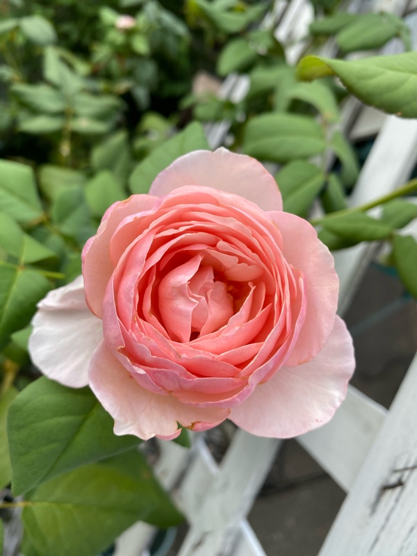 秋薔薇 K 27のブログ 気楽に行こうか まったり アメリカンカーライフ みんカラ 秋薔薇 K 27のブログ 気楽に行こうか まったり アメリカンカーライフ みんカラ