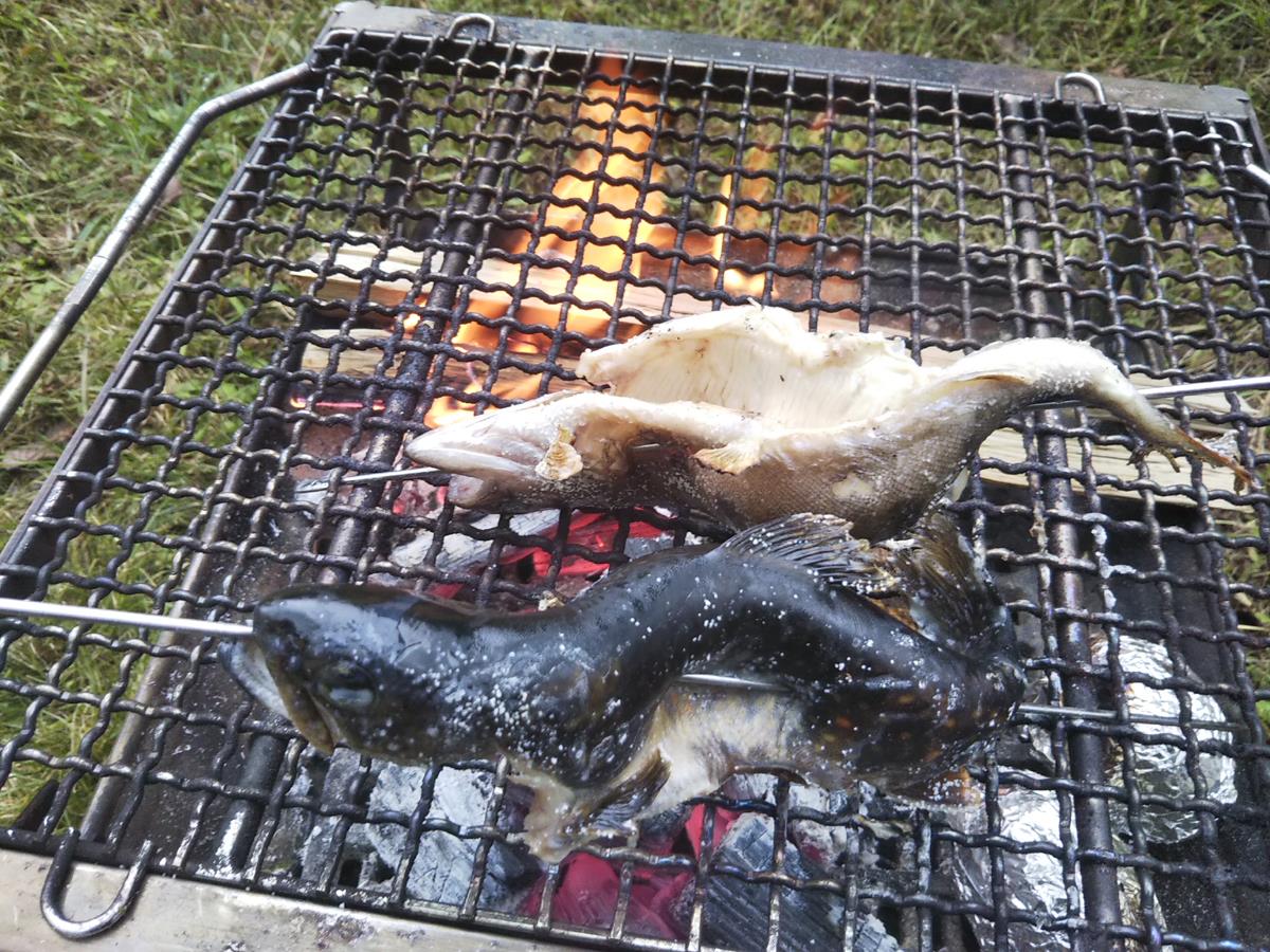 ナラ入沢渓流釣りキャンプ場でキャンプ じゃこうねこのブログ じゃこうねこ anex みんカラ ナラ入沢渓流釣りキャンプ場でキャンプ じゃこうねこのブログ じゃこうねこ anex みんカラ