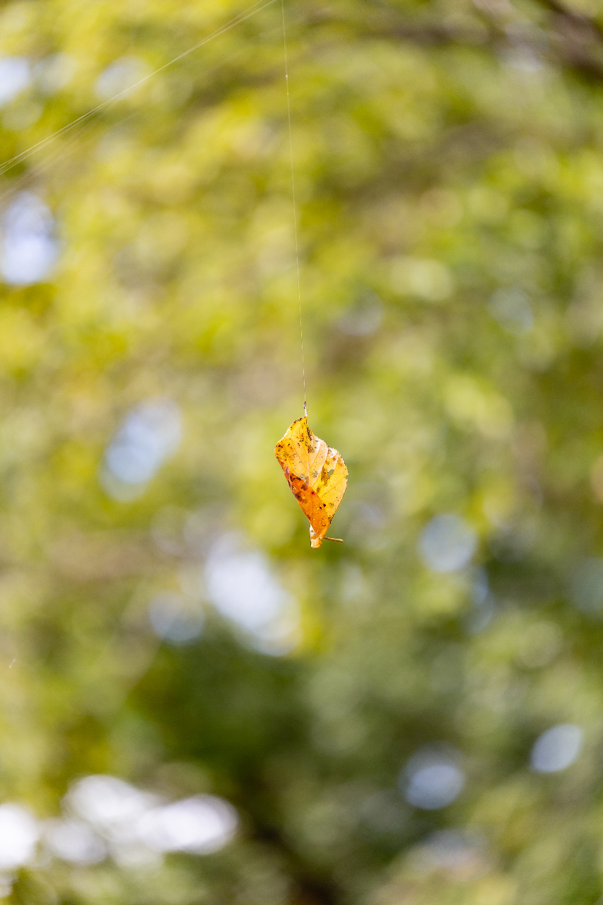 蜘蛛の巣,葉っぱ,canon,5d3